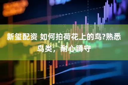 新玺配资 如何拍荷花上的鸟?熟悉鸟类，耐心蹲守